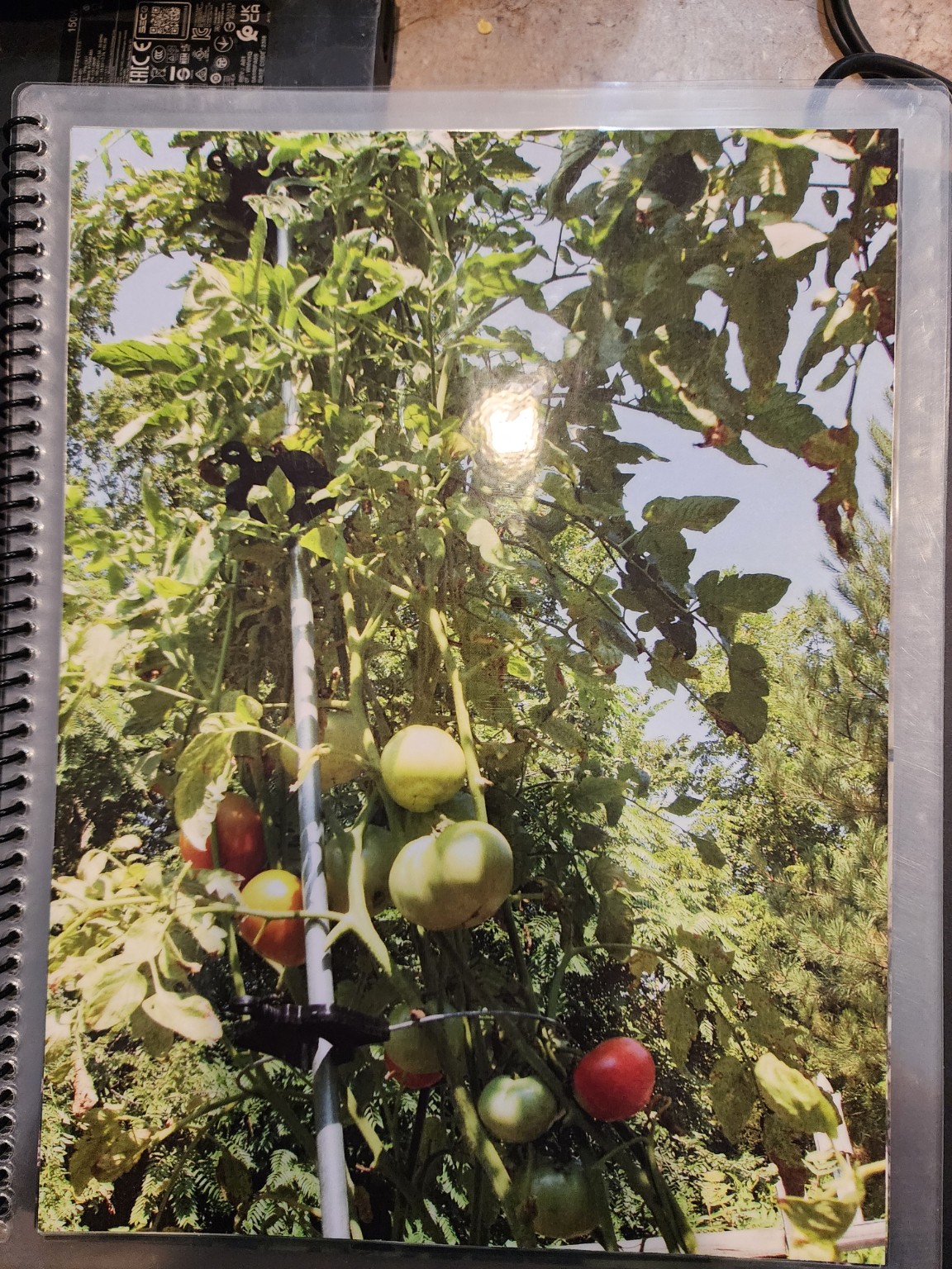 Tototomato garden support in use