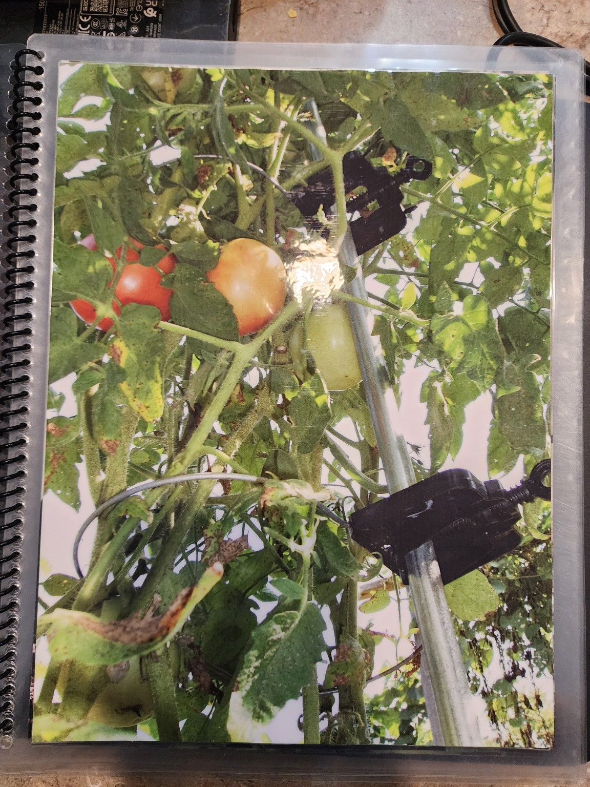 Tototomato garden support in use