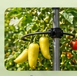 Peppers