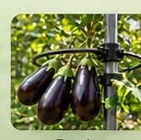 Eggplant